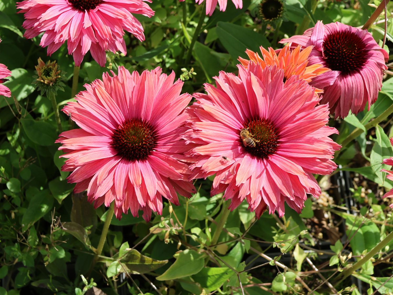 Scheinsonnenhut SunSeekers 'Rainbow' - Echinacea purpurea SunSeekers 'Rainbow'