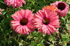 Scheinsonnenhut SunSeekers 'Rainbow' - Echinacea purpurea SunSeekers 'Rainbow'