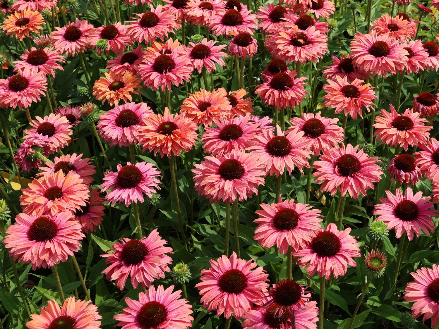 Scheinsonnenhut SunSeekers 'Rainbow' - Echinacea purpurea SunSeekers 'Rainbow'
