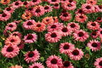 Scheinsonnenhut SunSeekers 'Rainbow' - Echinacea purpurea SunSeekers 'Rainbow'