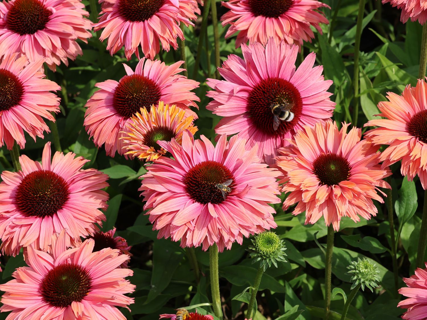 Scheinsonnenhut SunSeekers 'Rainbow' - Echinacea purpurea SunSeekers 'Rainbow'