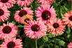 Scheinsonnenhut SunSeekers 'Rainbow' - Echinacea purpurea SunSeekers 'Rainbow'
