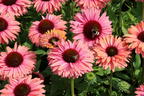 Scheinsonnenhut SunSeekers 'Rainbow' - Echinacea purpurea SunSeekers 'Rainbow'