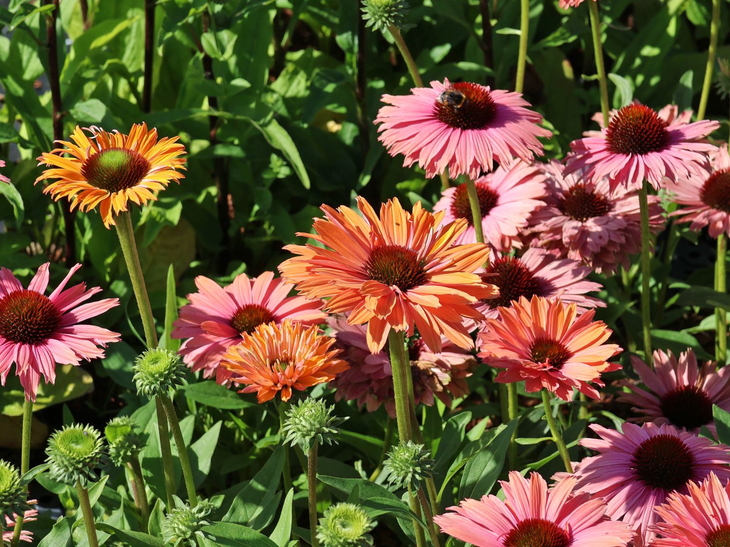 Scheinsonnenhut SunSeekers 'Rainbow' - Echinacea purpurea SunSeekers 'Rainbow'