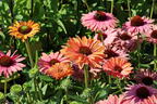 Scheinsonnenhut SunSeekers 'Rainbow' - Echinacea purpurea SunSeekers 'Rainbow'