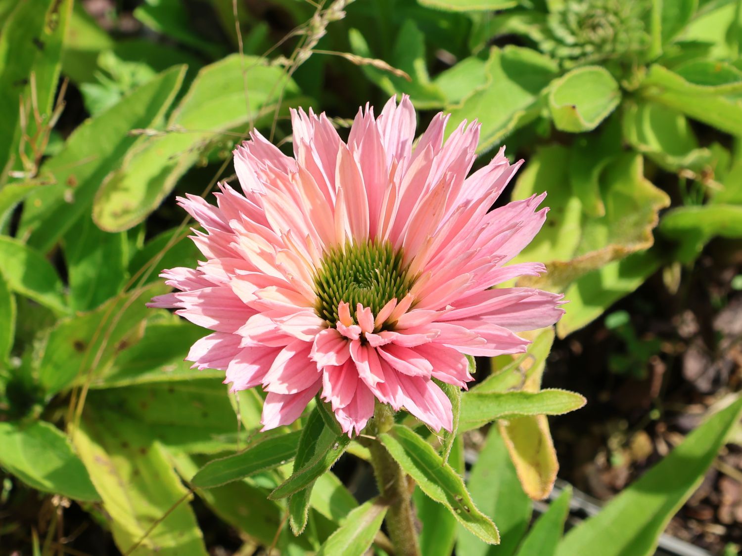 Scheinsonnenhut 'Sunseekers Salmon'