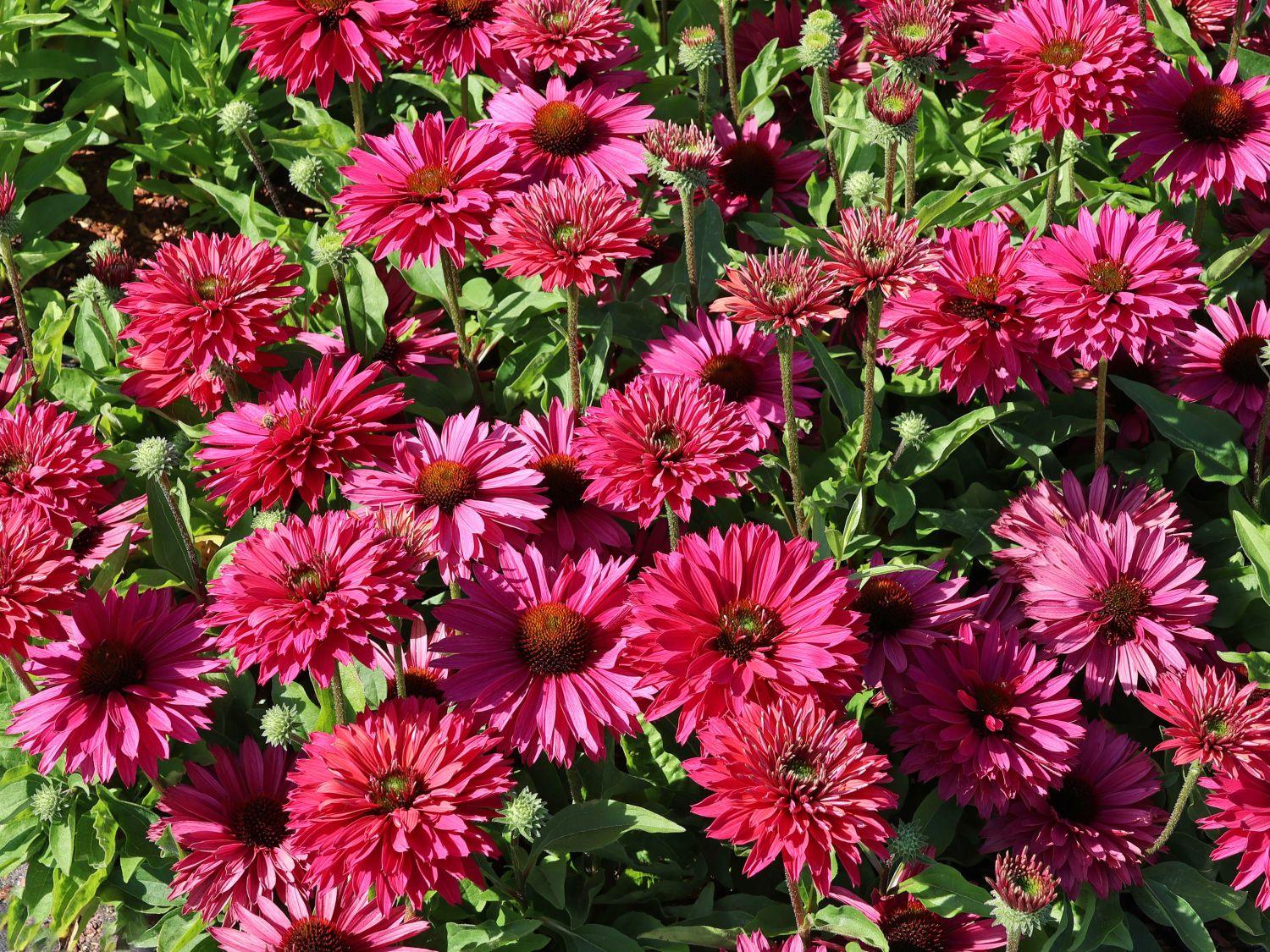 Scheinsonnenhut SunSeekers 'Sweet Fuchsia'