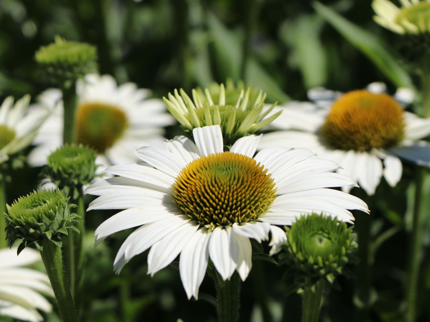 Scheinsonnenhut SunSeekers 'White' - Echinacea purpurea SunSeekers 'White'