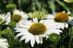 Scheinsonnenhut SunSeekers 'White' - Echinacea purpurea SunSeekers 'White'