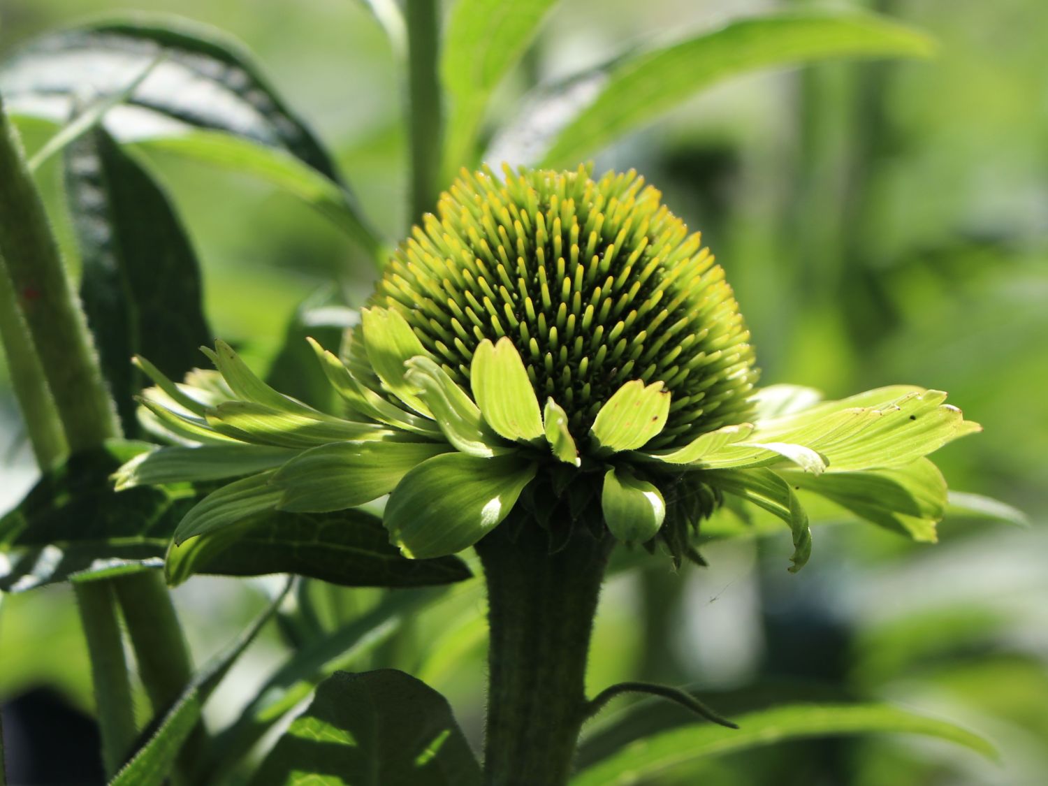 Scheinsonnenhut SunSeekers 'White' - Echinacea purpurea SunSeekers 'White'