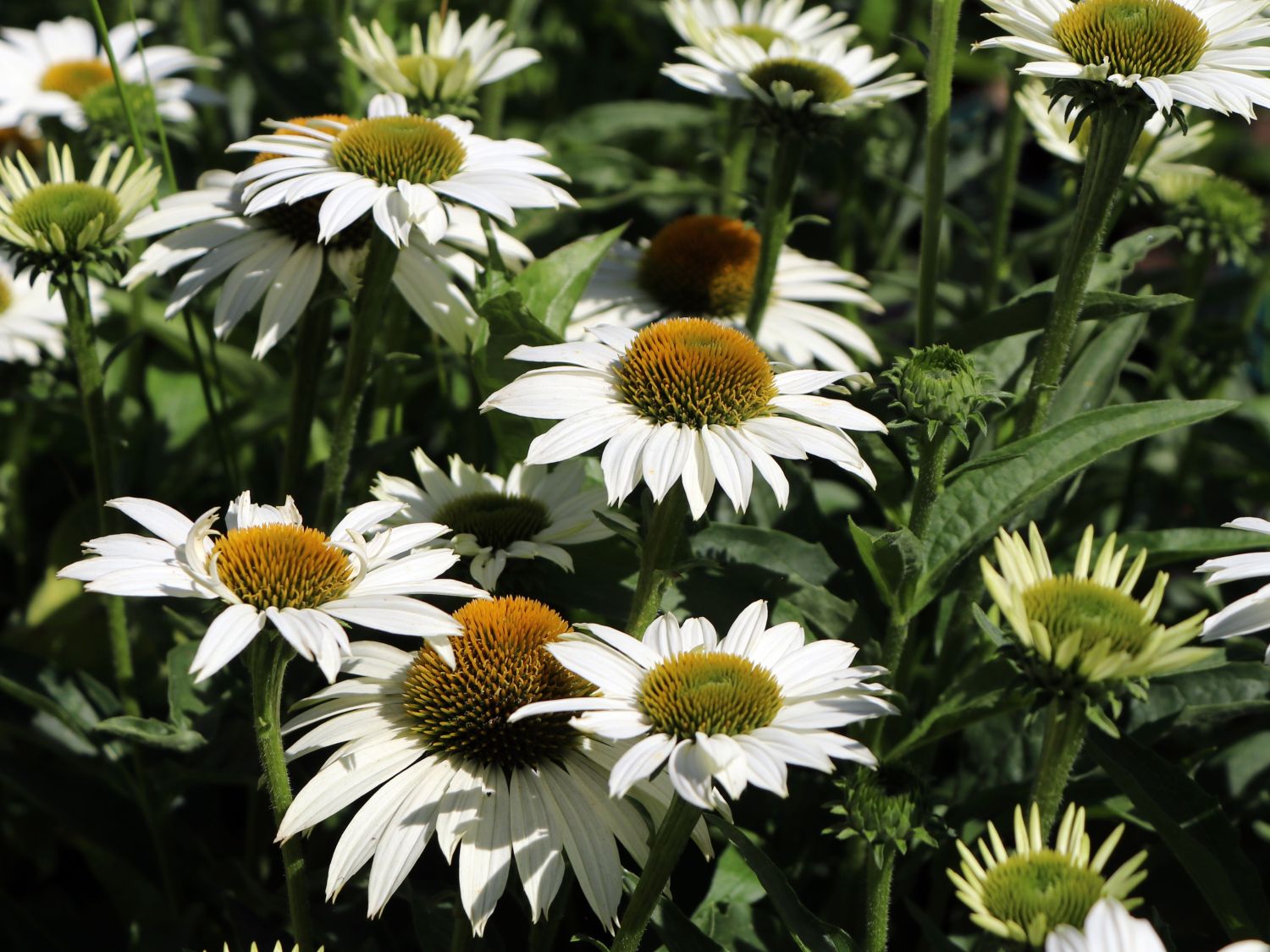 Scheinsonnenhut SunSeekers 'White' - Echinacea purpurea SunSeekers 'White'