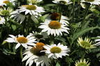 Scheinsonnenhut SunSeekers 'White' - Echinacea purpurea SunSeekers 'White'