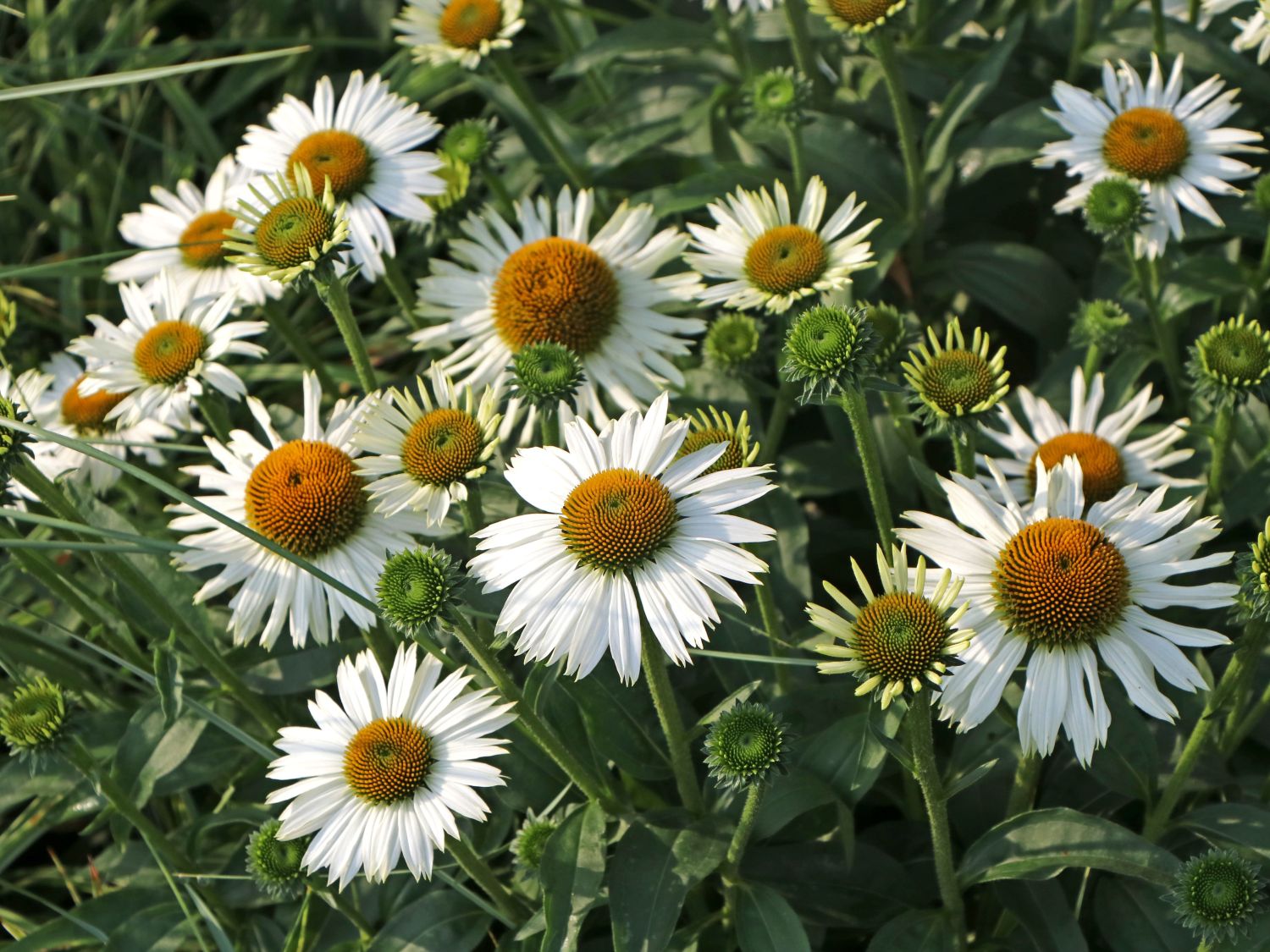 Scheinsonnenhut SunSeekers 'White'