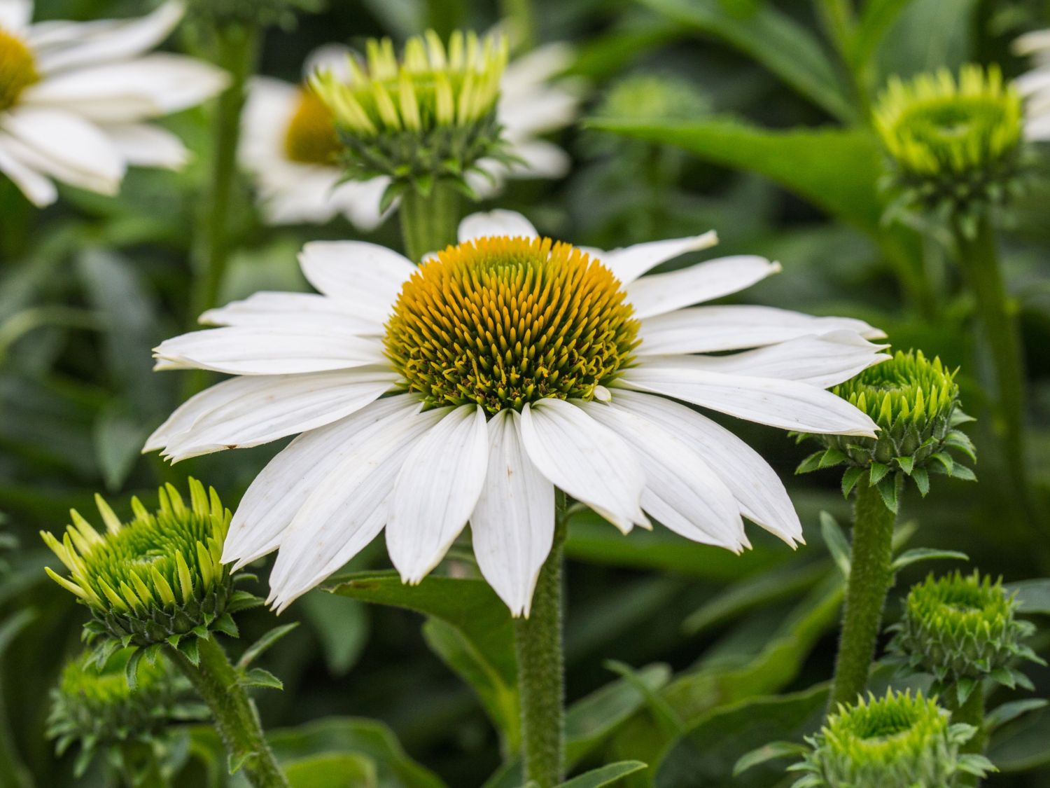 Scheinsonnenhut SunSeekers 'White' - Echinacea purpurea SunSeekers 'White'
