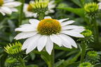Scheinsonnenhut SunSeekers 'White' - Echinacea purpurea SunSeekers 'White'