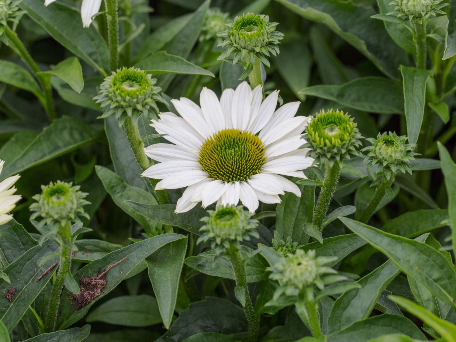 Scheinsonnenhut SunSeekers 'White' - Echinacea purpurea SunSeekers 'White'