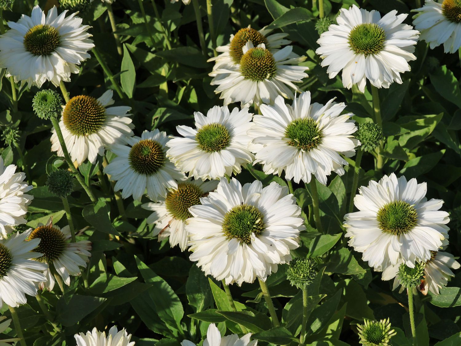 Scheinsonnenhut SunSeekers 'White' - Echinacea purpurea SunSeekers 'White'