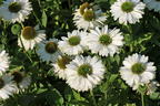 Scheinsonnenhut SunSeekers 'White' - Echinacea purpurea SunSeekers 'White'