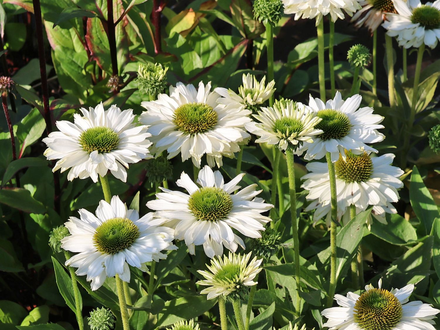 Scheinsonnenhut SunSeekers 'White' - Echinacea purpurea SunSeekers 'White'