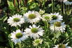 Scheinsonnenhut SunSeekers 'White' - Echinacea purpurea SunSeekers 'White'