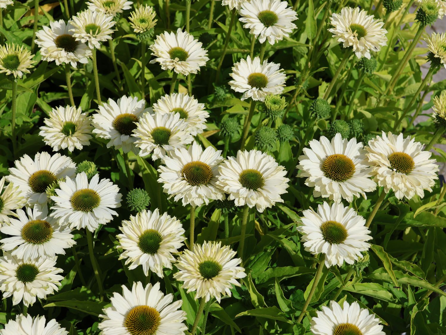 Scheinsonnenhut SunSeekers 'White Perfection'