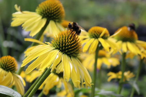 Scheinsonnenhut SunSeekers 'Yellow' - Echinacea purpurea SunSeekers 'Yellow'