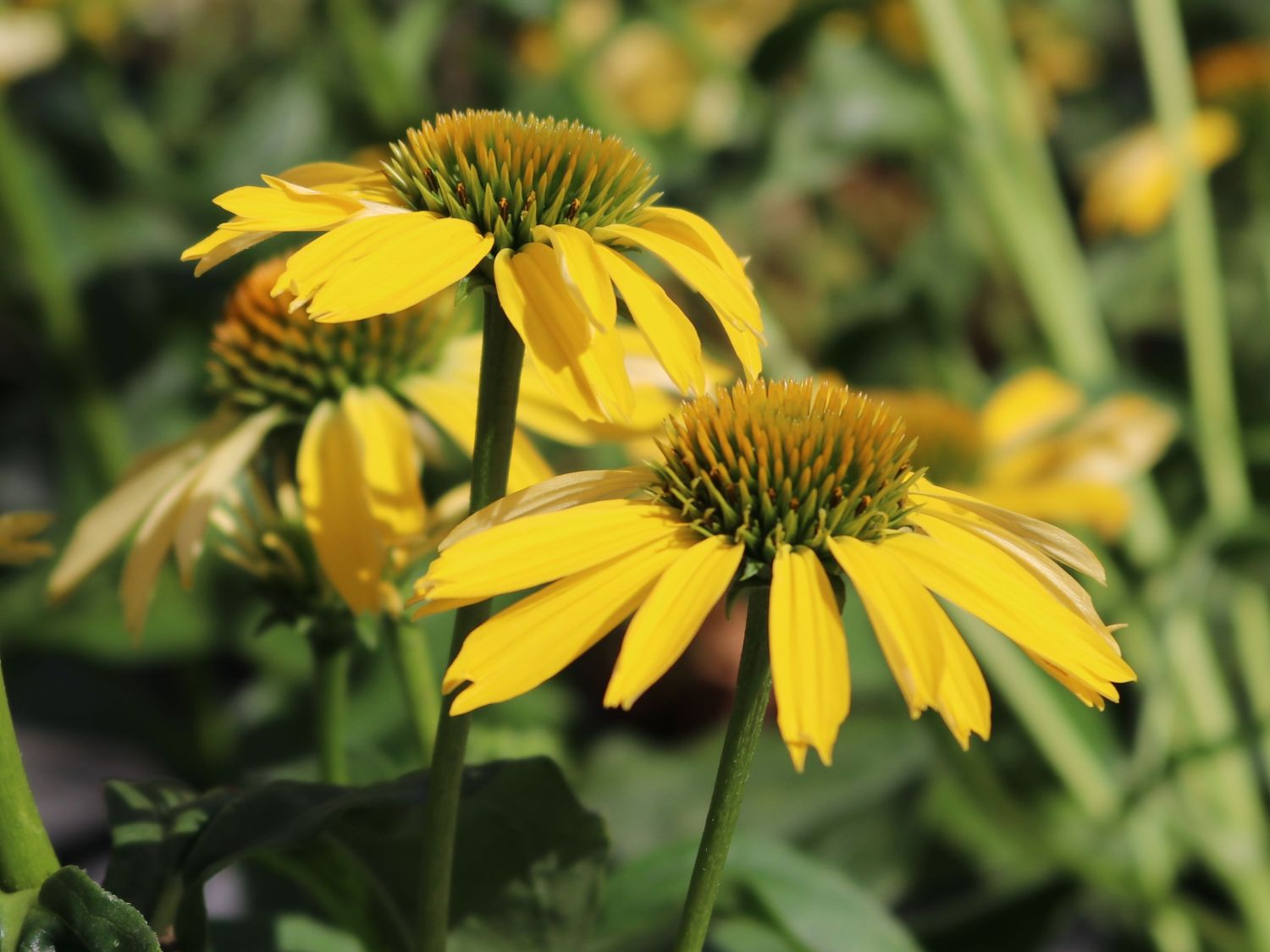 Scheinsonnenhut SunSeekers 'Yellow' - Echinacea purpurea SunSeekers 'Yellow'