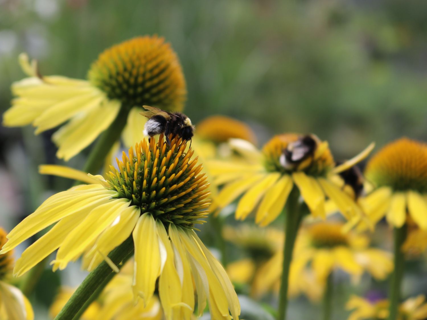 Scheinsonnenhut SunSeekers 'Yellow' - Echinacea purpurea SunSeekers 'Yellow'