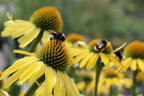 Scheinsonnenhut SunSeekers 'Yellow' - Echinacea purpurea SunSeekers 'Yellow'
