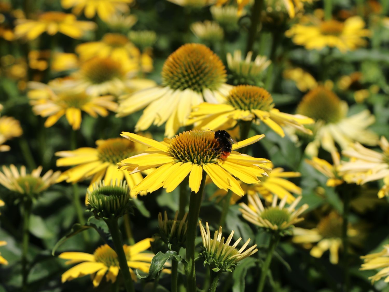 Scheinsonnenhut SunSeekers 'Yellow' - Echinacea purpurea SunSeekers 'Yellow'