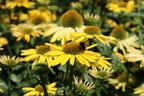 Scheinsonnenhut SunSeekers 'Yellow' - Echinacea purpurea SunSeekers 'Yellow'