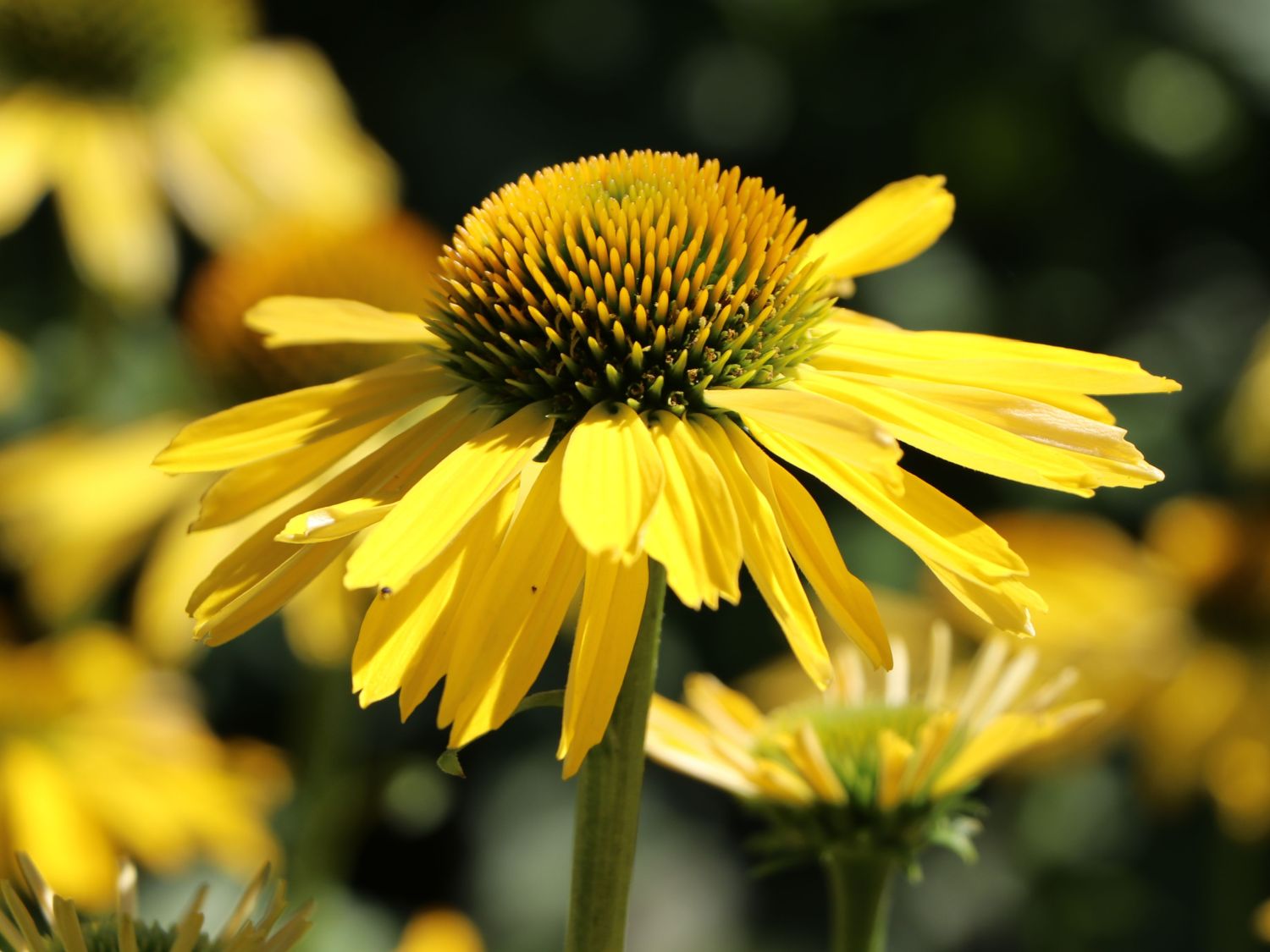 Scheinsonnenhut SunSeekers 'Yellow' - Echinacea purpurea SunSeekers 'Yellow'