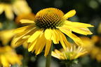 Scheinsonnenhut SunSeekers 'Yellow' - Echinacea purpurea SunSeekers 'Yellow'