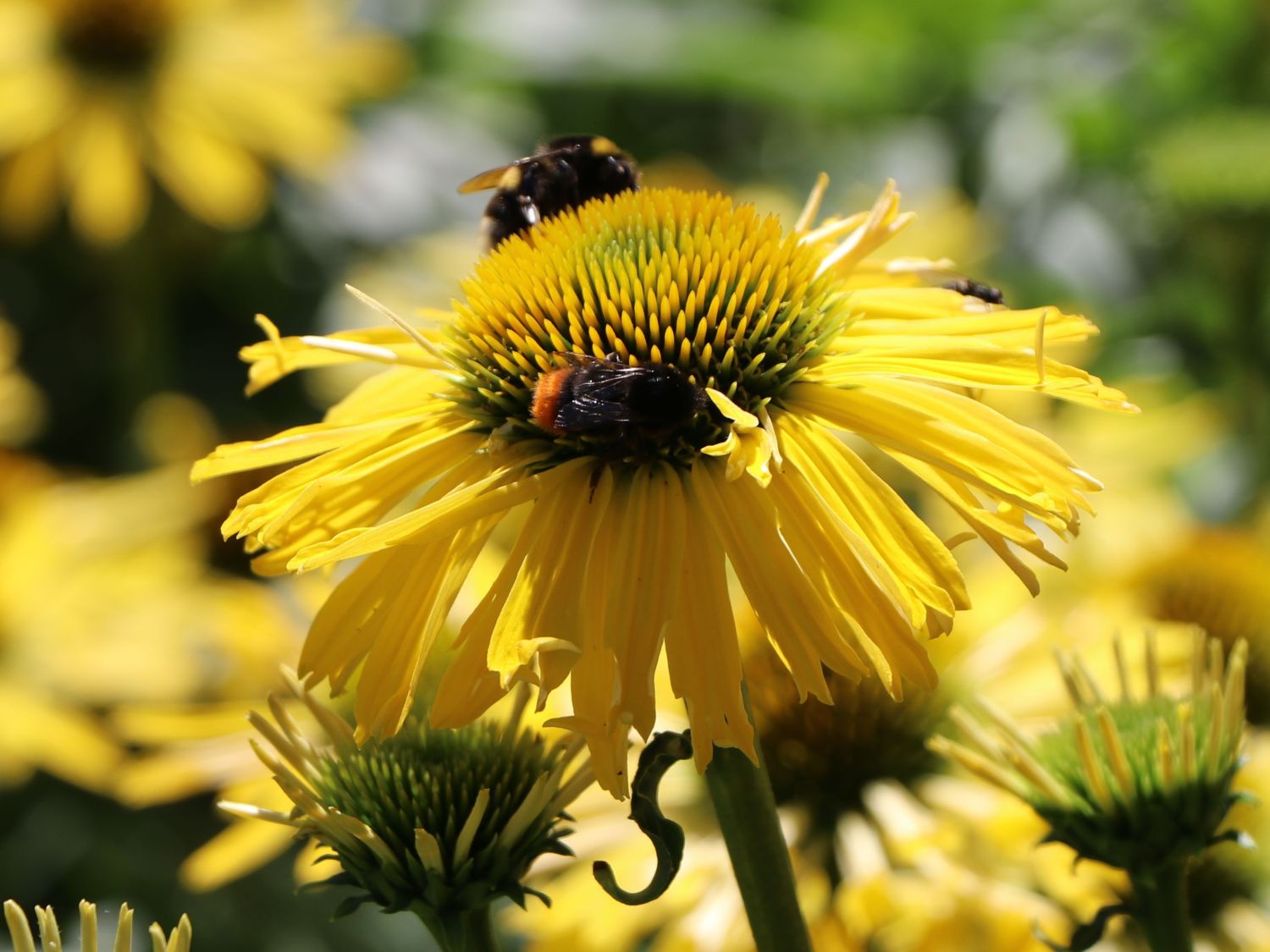 Scheinsonnenhut SunSeekers 'Yellow' - Echinacea purpurea SunSeekers 'Yellow'