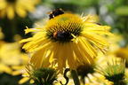 Scheinsonnenhut SunSeekers 'Yellow' - Echinacea purpurea SunSeekers 'Yellow'