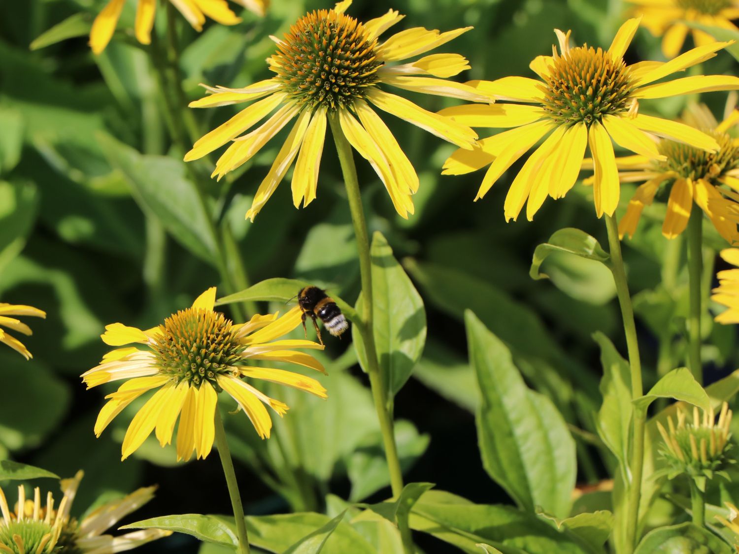 Scheinsonnenhut SunSeekers 'Yellow' - Echinacea purpurea SunSeekers 'Yellow'