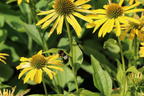 Scheinsonnenhut SunSeekers 'Yellow' - Echinacea purpurea SunSeekers 'Yellow'