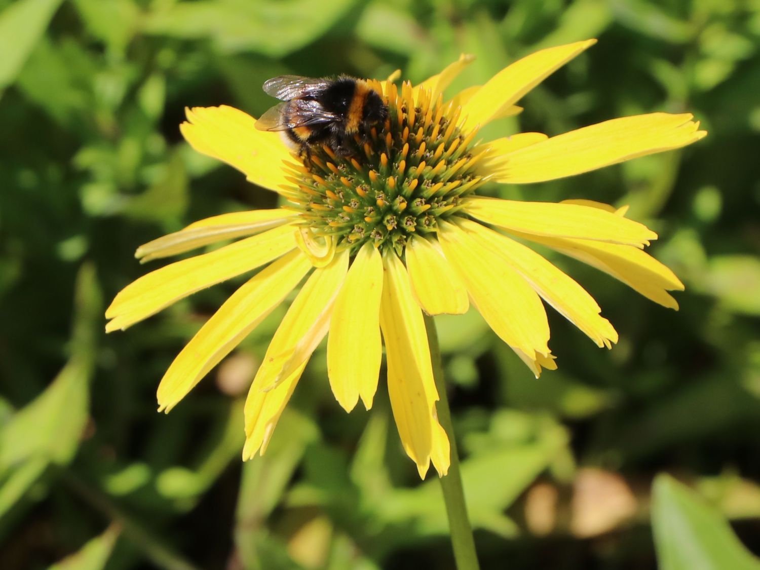 Scheinsonnenhut SunSeekers 'Yellow' - Echinacea purpurea SunSeekers 'Yellow'