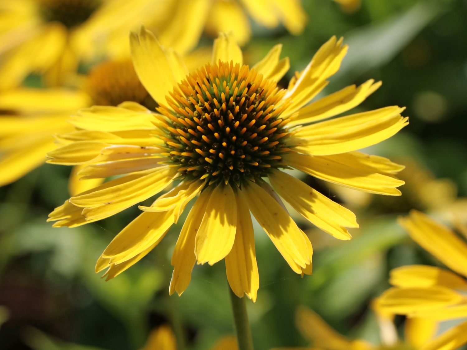 Scheinsonnenhut SunSeekers 'Yellow' - Echinacea purpurea SunSeekers 'Yellow'