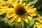 Scheinsonnenhut SunSeekers 'Yellow' - Echinacea purpurea SunSeekers 'Yellow'