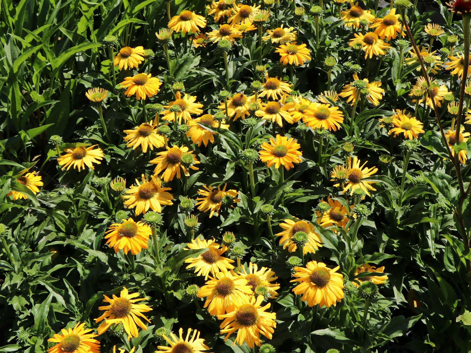 Scheinsonnenhut SunSeekers 'Yellow' - Echinacea purpurea SunSeekers 'Yellow'