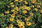 Scheinsonnenhut SunSeekers 'Yellow' - Echinacea purpurea SunSeekers 'Yellow'