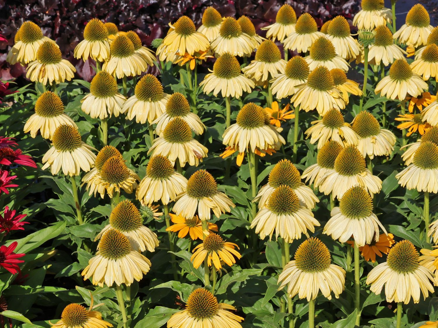 Scheinsonnenhut SunSeekers 'Yellow' - Echinacea purpurea SunSeekers 'Yellow'