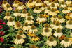 Scheinsonnenhut SunSeekers 'Yellow' - Echinacea purpurea SunSeekers 'Yellow'