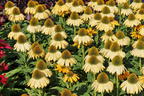 Scheinsonnenhut SunSeekers 'Yellow' - Echinacea purpurea SunSeekers 'Yellow'