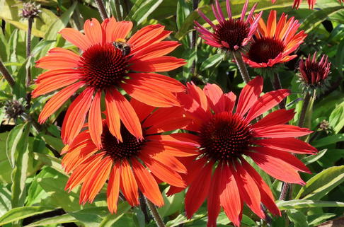 Scheinsonnenhut 'Tiki Torch' ® - Echinacea purpurea 'Tiki Torch' ®