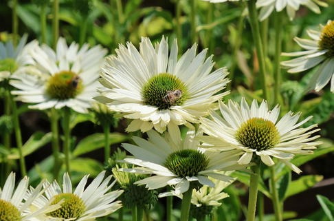 Scheinsonnenhut 'Virgin' - Echinacea purpurea 'Virgin'