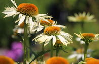 Scheinsonnenhut 'White Mist'
