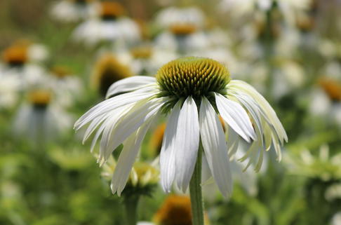Scheinsonnenhut 'White Swan' - Echinacea purpurea 'White Swan'