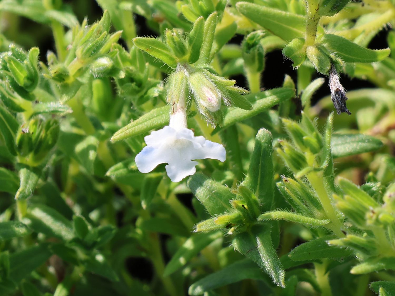 Scheinsteinsame 'Alba' - Lithodora diffusa 'Alba'